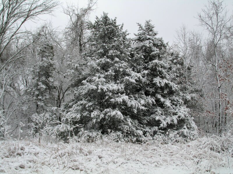 Snow-covered Evergreen Trees — White, Calm, Winter, Photograph, Bare Trees