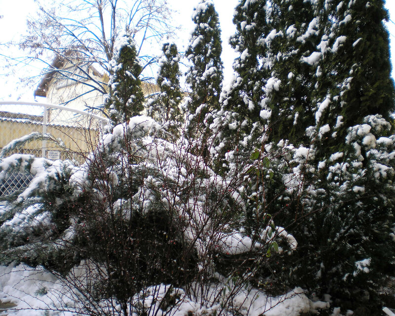 Snow-covered Evergreen Trees — White, Calm, Winter, Photograph, Snow, Bushes