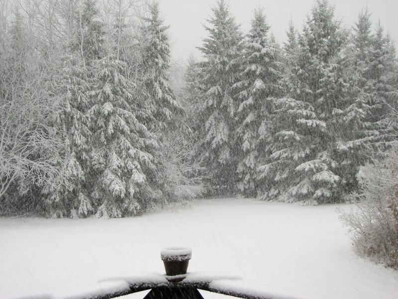 Snow-covered Evergreen Trees — White, Calm, Winter, Photograph, Snow, Fence Post