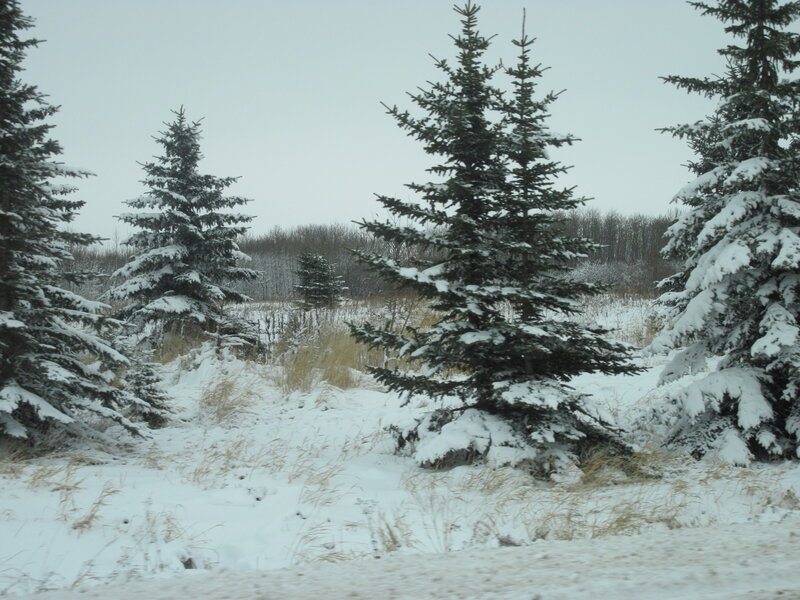 Snow-covered Evergreen Trees — White, Calm, Winter, Photograph, Snow, Field