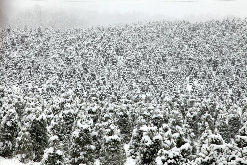 Snow-covered Evergreen Trees — White, Calm, Winter, Photograph, Snow, Forest, Sky, Green