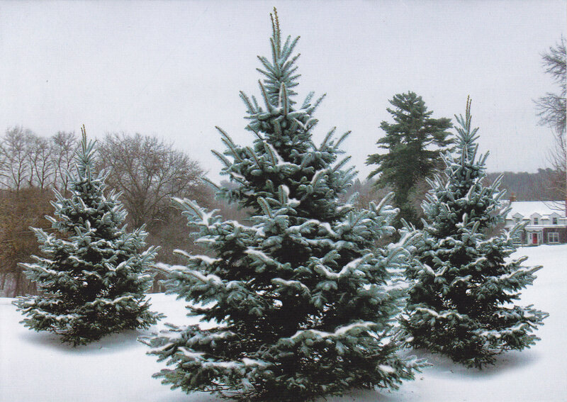 Snow-covered Evergreen Trees — White, Calm, Winter, Photograph, Snow, House