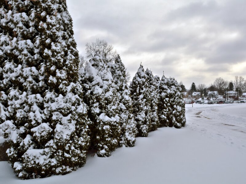 Snow-covered Evergreen Trees — White, Calm, Winter, Photograph, Snow, Road
