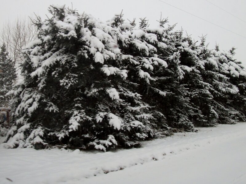 Snow-covered Evergreen Trees — White, Calm, Winter, Photograph, Snow, Sky, Footprints