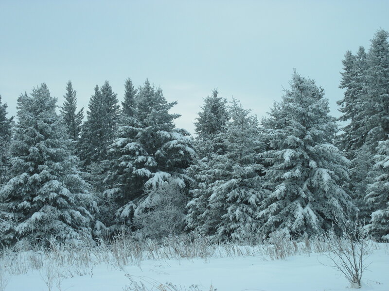 Snow-covered Evergreen Trees — White, Calm, Winter, Photograph, Snow, Sky, Grass