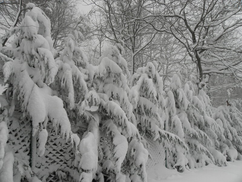 Snow-covered Evergreen Trees — White, Calm, Winter, Photograph, Snow