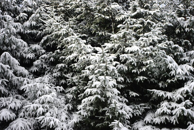Snow-covered Evergreen Trees — White, Calm, Winter, Photograph