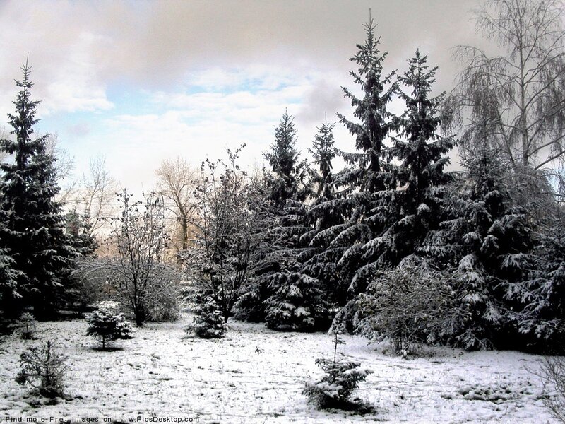 Snow-covered Evergreen Trees — White, Calm, Winter