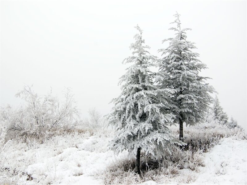 Snow-covered Evergreen Trees — White, Cold
