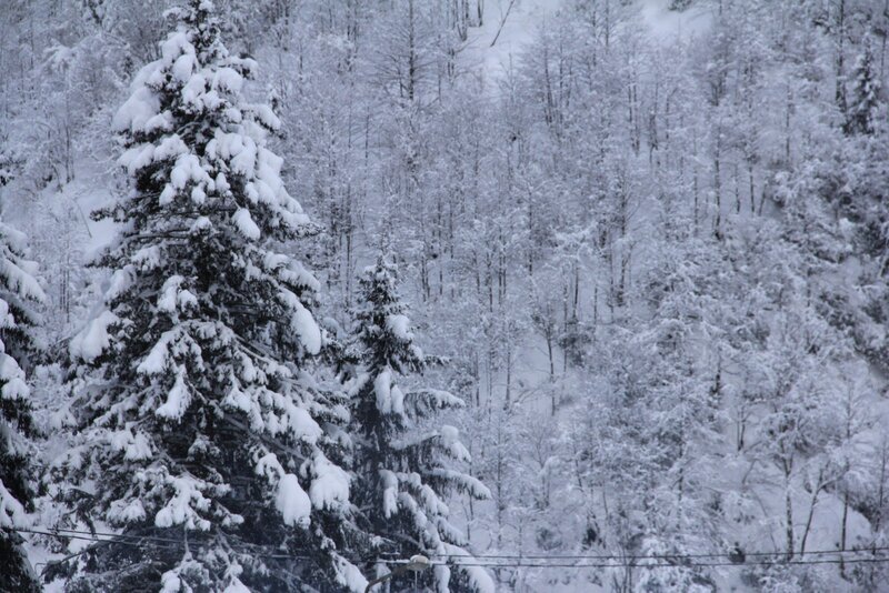 Snow-covered Evergreen Trees — White, Cold, Winter, Photograph, Forest