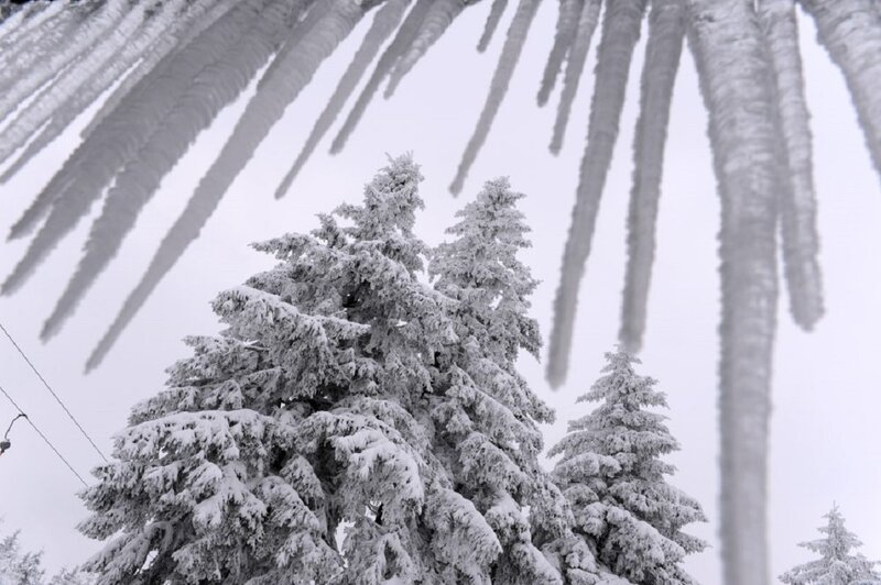 Snow-covered Evergreen Trees — White, Cold, Winter, Photograph, Icicles