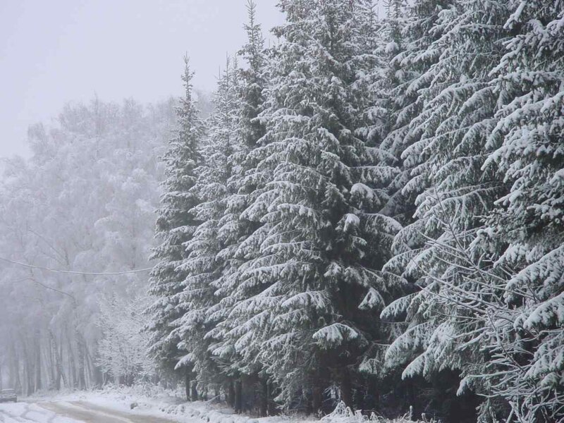 Snow-covered Evergreen Trees — White, Cold, Winter, Photograph, Road