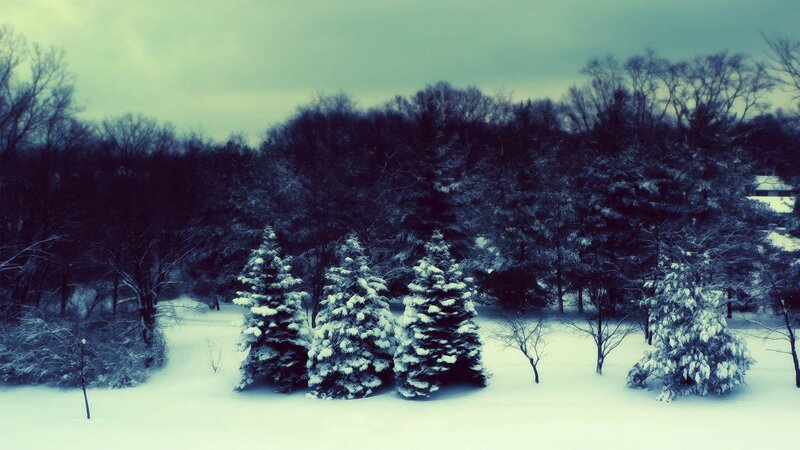 Snow-covered Evergreen Trees — White, Cold, Winter, Photograph, Snow, Forest