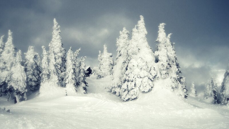 Snow-covered Evergreen Trees — White, Cold, Winter, Photograph, Snow, Sky, Blue, Gray