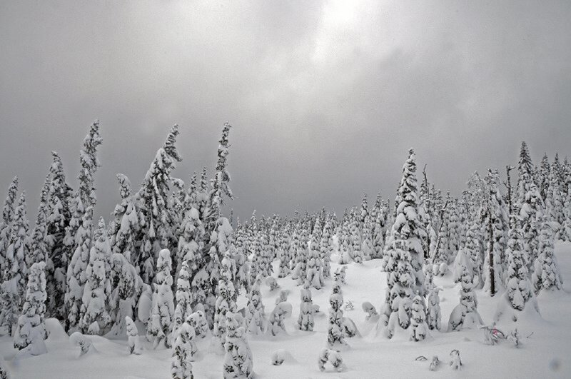 Snow-covered Evergreen Trees — White, Cold, Winter, Photograph, Snow