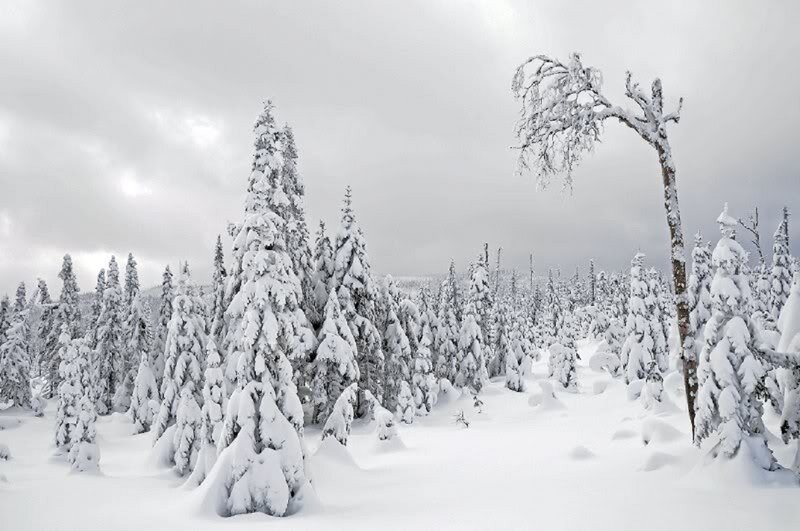 Snow-covered Evergreen Trees — White, Cold, Winter, Photograph