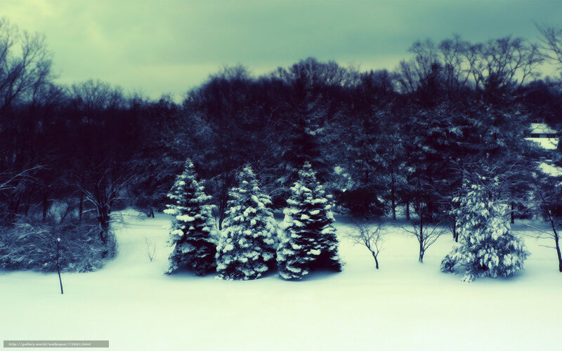 Snow-covered Evergreen Trees — White, Cold, Winter