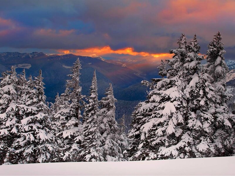 Snow-covered Evergreen Trees — White, Dramatic, Sunset