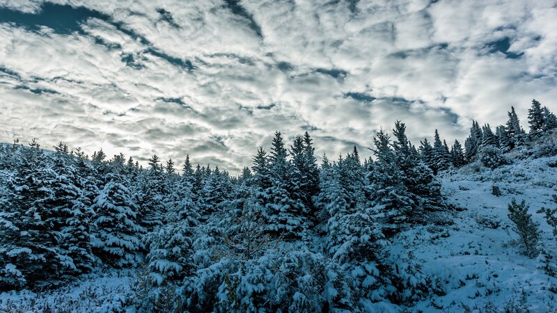 Snow-covered Evergreen Trees — White, Dramatic, Winter, Photograph, Forest