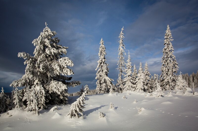 Snow-covered Evergreen Trees — White, Dramatic, Winter, Photograph, Snow, Sky