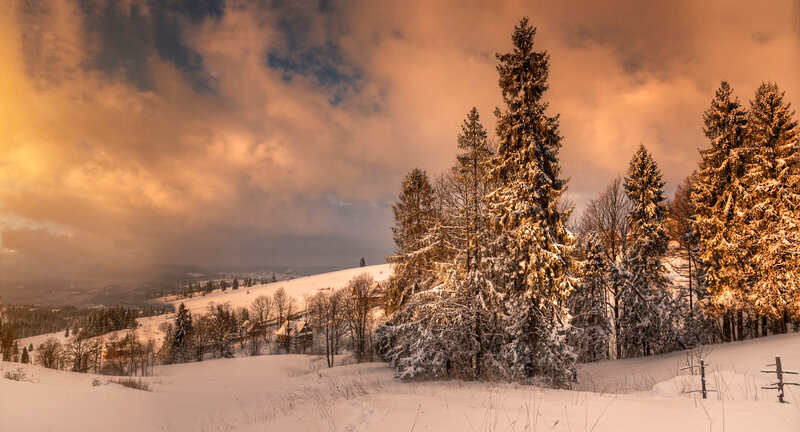 Snow-covered Evergreen Trees — White, Dramatic, Winter, Photograph