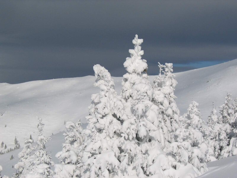 Snow-covered Evergreen Trees — White, Dramatic, Winter