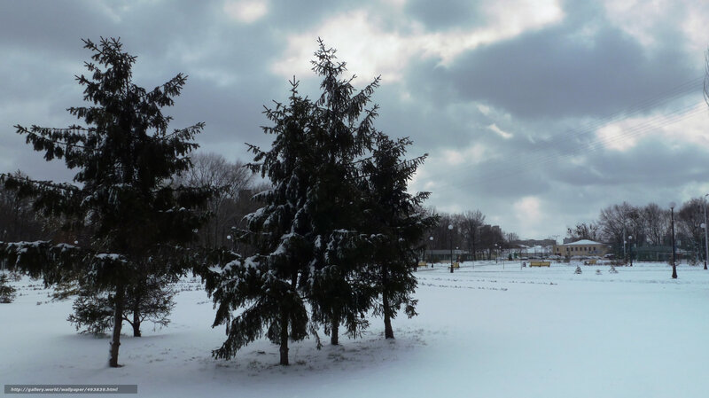 Snow-covered Evergreen Trees — White, Dreary