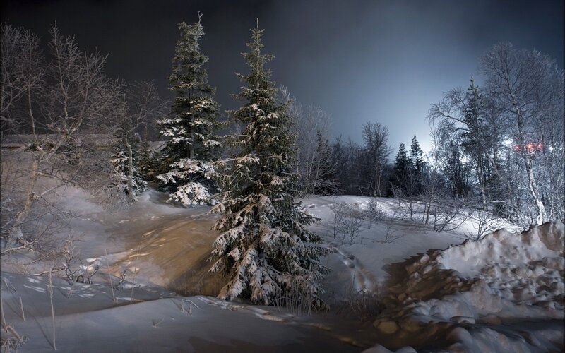 Snow-covered Evergreen Trees — White, Serene, Night, Photograph, Snow, Night Sky