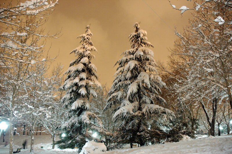 Snow-covered Evergreen Trees — White, Serene, Night