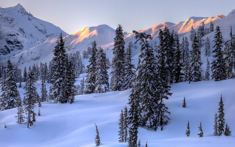 Snow-covered Evergreen Trees — White, Serene, Sunrise