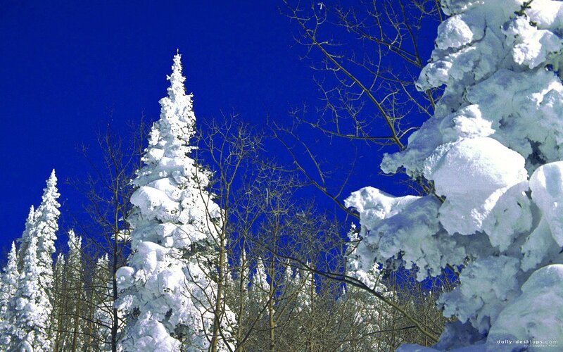 Snow-covered Evergreen Trees — White, Serene, Winter, Photograph, Bare Branches, Blue Sky