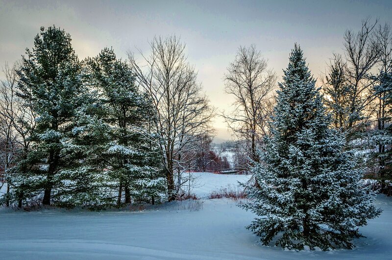 Snow-covered Evergreen Trees — White, Serene, Winter, Photograph, Bare Trees