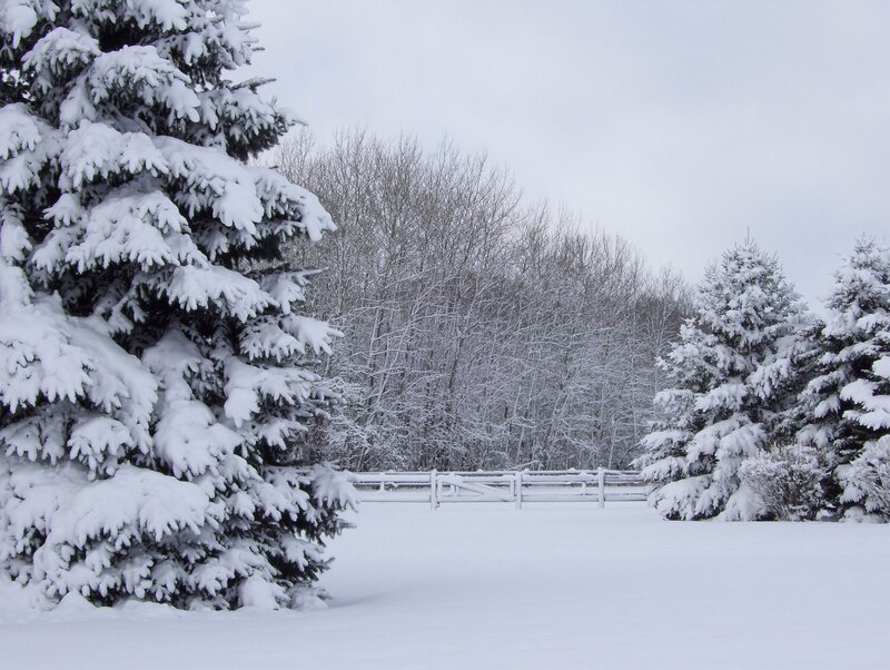 Snow-covered Evergreen Trees — White, Serene, Winter, Photograph, Fence