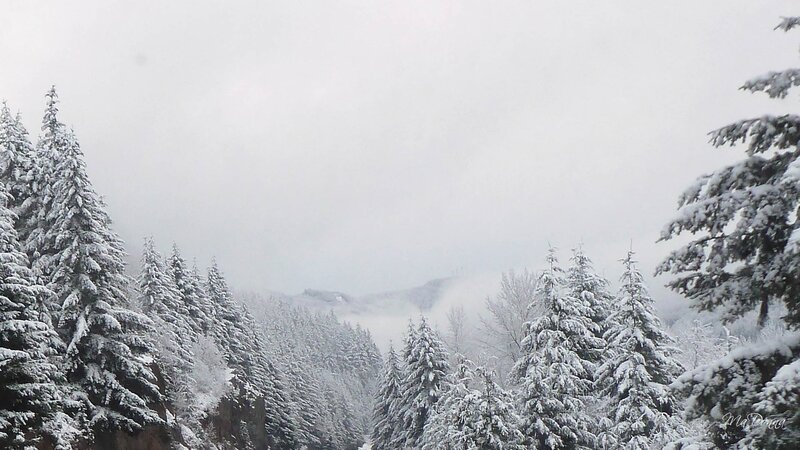 Snow-covered Evergreen Trees — White, Serene, Winter, Photograph, Fog