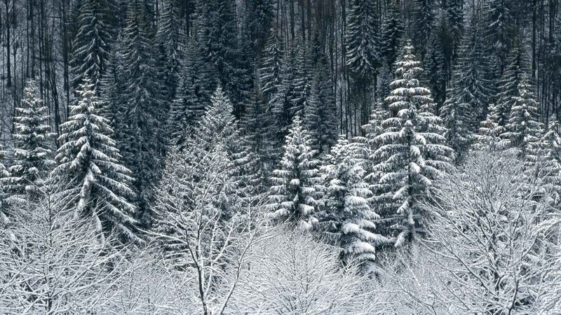 Snow-covered Evergreen Trees — White, Serene, Winter, Photograph, Forest, Snow, Black