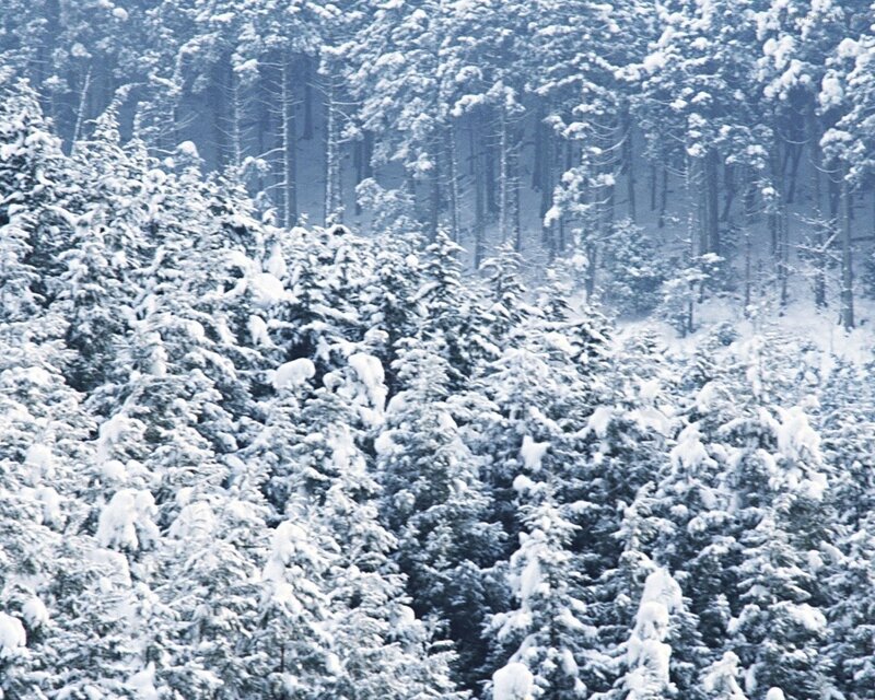Snow-covered Evergreen Trees — White, Serene, Winter, Photograph, Forest, Snow, Blue, Green