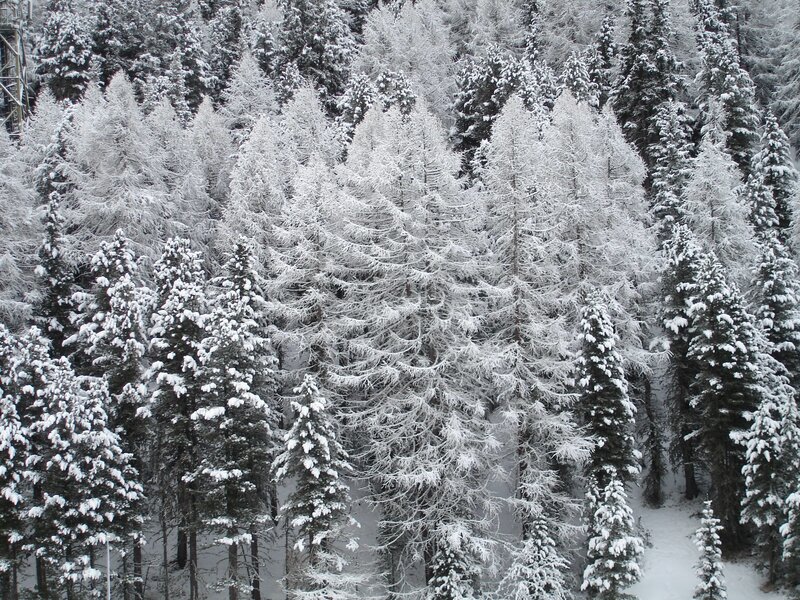 Snow-covered Evergreen Trees — White, Serene, Winter, Photograph, Forest, Snow, Green, Gray
