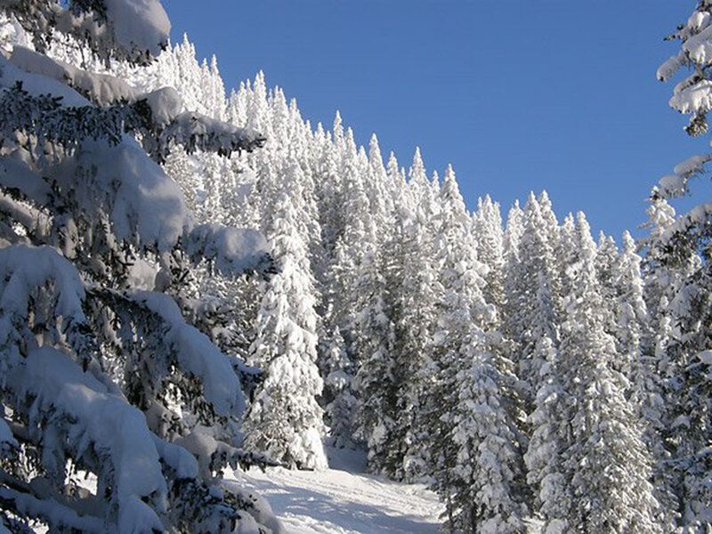 Snow-covered Evergreen Trees — White, Serene, Winter, Photograph, Forest, Snow, Sky