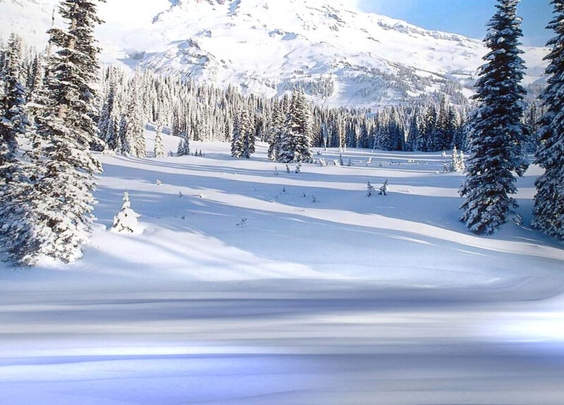 Snow-covered Evergreen Trees — White, Serene, Winter, Photograph, Mountain, Forest, Snow