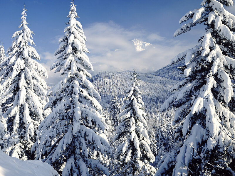 Snow-covered Evergreen Trees — White, Serene, Winter, Photograph, Mountain, Sky, Snow