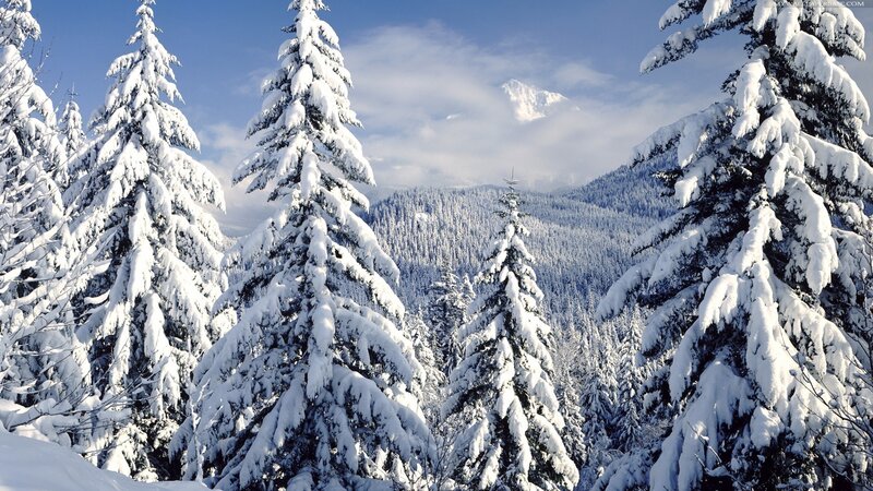 Snow-covered Evergreen Trees — White, Serene, Winter, Photograph, Mountain
