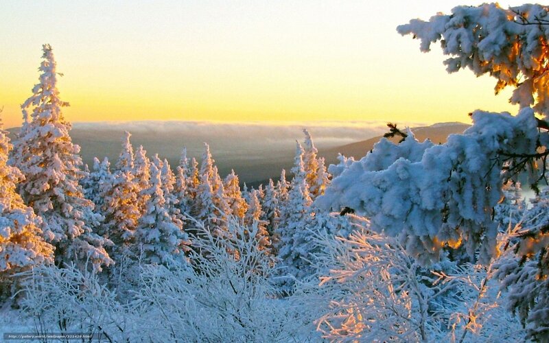 Snow-covered Evergreen Trees — White, Serene, Winter, Photograph, Mountains, Clouds, Sunrise