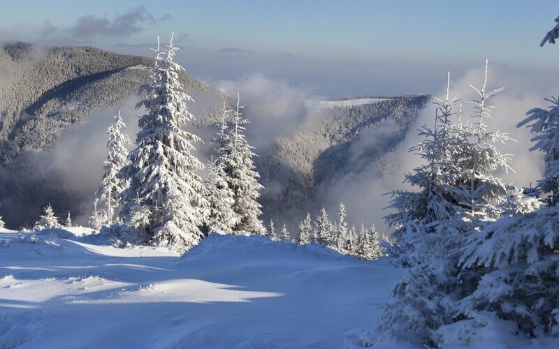 Snow-covered Evergreen Trees — White, Serene, Winter, Photograph, Mountains, Fog