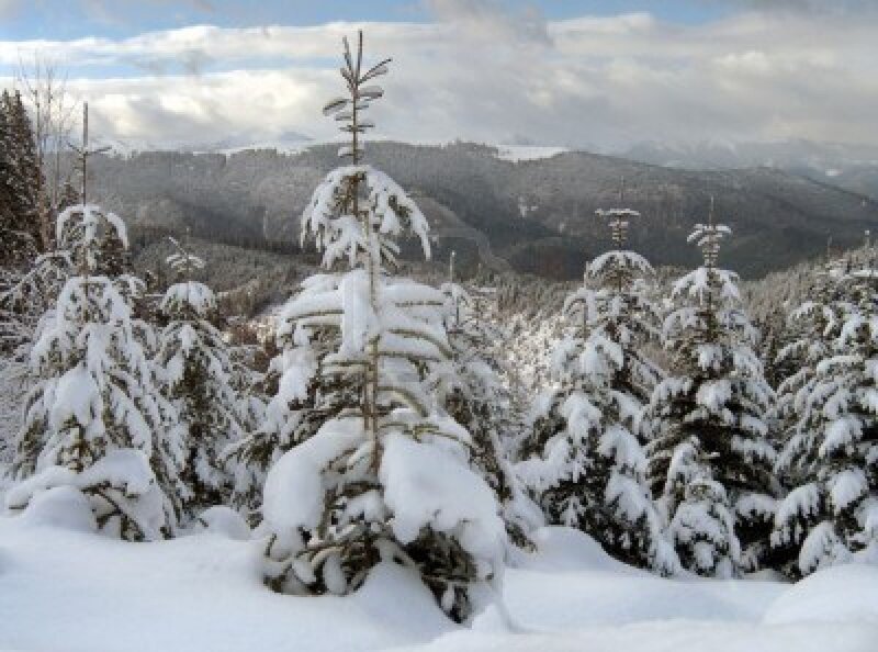 Snow-covered Evergreen Trees — White, Serene, Winter, Photograph, Mountains, Sky