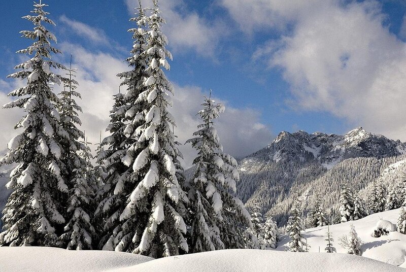 Snow-covered Evergreen Trees — White, Serene, Winter, Photograph, Mountains, Snow, Sky, Clouds