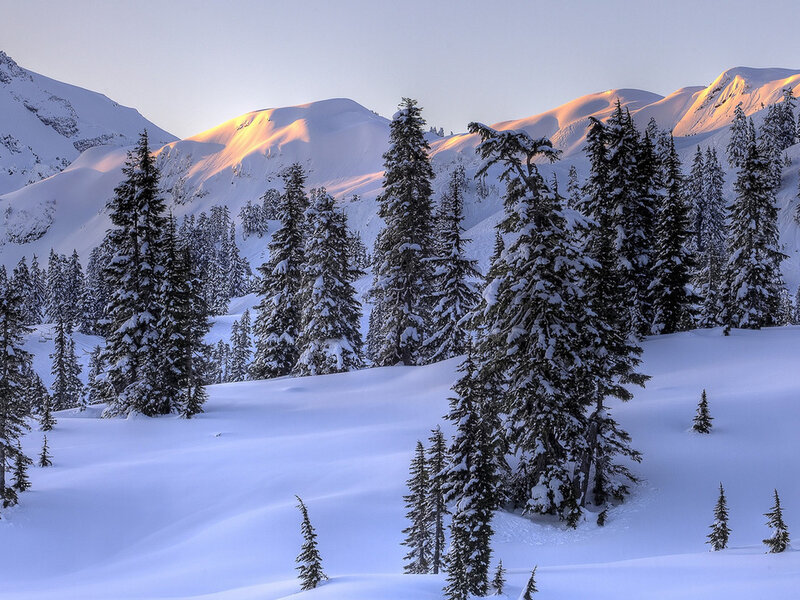 Snow-covered Evergreen Trees — White, Serene, Winter, Photograph, Mountains, Snow, Sunlight