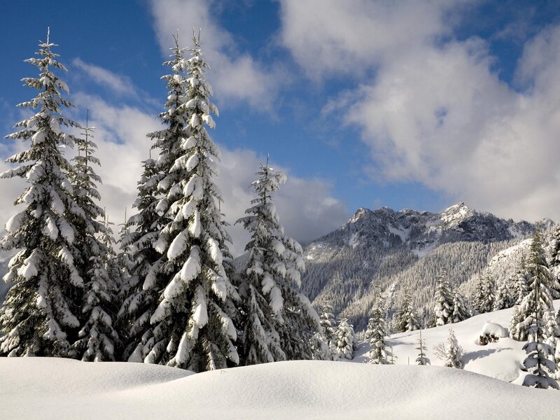 Snow-covered Evergreen Trees — White, Serene, Winter, Photograph, Mountains, Snow