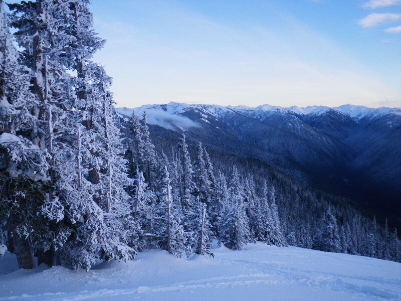 Snow-covered Evergreen Trees — White, Serene, Winter, Photograph, Mountains, Valley