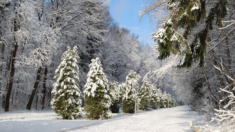 Snow-covered Evergreen Trees — White, Serene, Winter, Photograph, Path, Sky