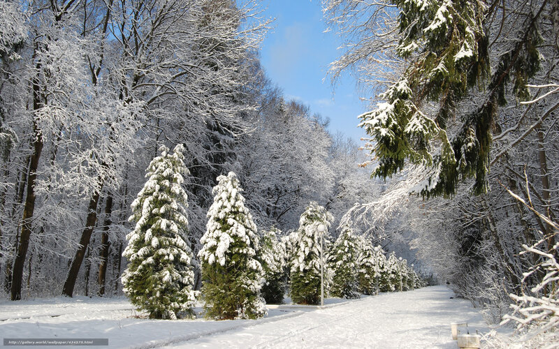 Snow-covered Evergreen Trees — White, Serene, Winter, Photograph, Path